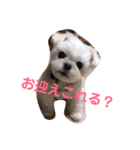 白いチワマルのバニラ（個別スタンプ：2）