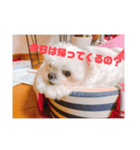白いチワマルのバニラ（個別スタンプ：4）