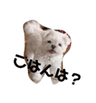 白いチワマルのバニラ（個別スタンプ：5）