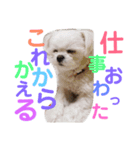 白いチワマルのバニラ（個別スタンプ：6）