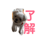 白いチワマルのバニラ（個別スタンプ：7）