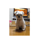 白いチワマルのバニラ（個別スタンプ：8）