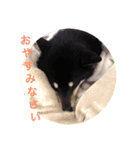 黒柴・くろすけ 2（個別スタンプ：1）