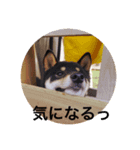 黒柴・くろすけ 2（個別スタンプ：4）