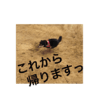 黒柴・くろすけ 2（個別スタンプ：6）