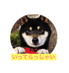 黒柴・くろすけ 2（個別スタンプ：7）