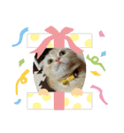 スコティッシュミミさん②（個別スタンプ：1）