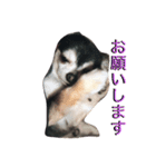 リキコリキ3（個別スタンプ：4）
