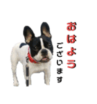 フレブルまりんさん（個別スタンプ：1）