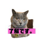 グリ．キチスタンプ（個別スタンプ：1）