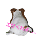 hi7.ジャックラッセルテリア（個別スタンプ：3）