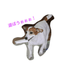 hi7.ジャックラッセルテリア（個別スタンプ：6）