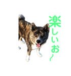 秋田犬 きなとらPART2（個別スタンプ：1）