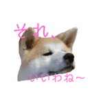 秋田犬 きなとらPART2（個別スタンプ：2）