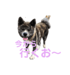 秋田犬 きなとらPART2（個別スタンプ：3）
