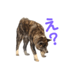 秋田犬 きなとらPART2（個別スタンプ：5）