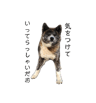 秋田犬 きなとらPART2（個別スタンプ：7）