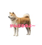 秋田犬 きなとらPART2（個別スタンプ：8）