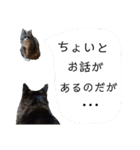 メインクーンの仁（個別スタンプ：3）