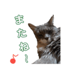 メインクーンの仁（個別スタンプ：4）