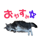 メインクーンの仁（個別スタンプ：5）