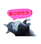 メインクーンの仁（個別スタンプ：8）