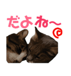 メインクーンの仁（個別スタンプ：9）