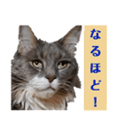 メインクーンの仁（個別スタンプ：12）