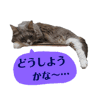 メインクーンの仁（個別スタンプ：19）