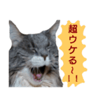 メインクーンの仁（個別スタンプ：20）