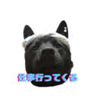 甲斐犬うめ＆チワワぽんた（個別スタンプ：1）