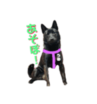 甲斐犬うめ＆チワワぽんた（個別スタンプ：2）