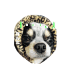 甲斐犬うめ＆チワワぽんた（個別スタンプ：3）