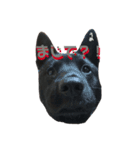 甲斐犬うめ＆チワワぽんた（個別スタンプ：4）