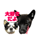 甲斐犬うめ＆チワワぽんた（個別スタンプ：5）