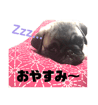 パグのスタンプ〜日常〜（個別スタンプ：3）