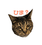 悪顔よし子のスタンプ（個別スタンプ：1）