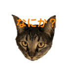 悪顔よし子のスタンプ（個別スタンプ：12）