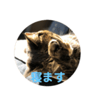 悪顔よし子のスタンプ（個別スタンプ：31）