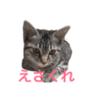 にゃん太のほのぼのスタンプ（個別スタンプ：4）