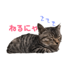 にゃん太のほのぼのスタンプ（個別スタンプ：5）