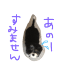 ぺっぺのまいにち（個別スタンプ：1）