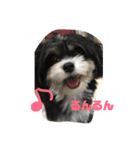 ぺっぺのまいにち（個別スタンプ：3）