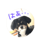 ぺっぺのまいにち（個別スタンプ：4）