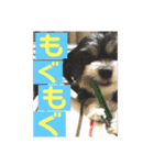 ぺっぺのまいにち（個別スタンプ：6）