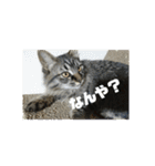 ポコペコの日常1（個別スタンプ：7）