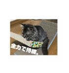ポコペコの日常1（個別スタンプ：12）