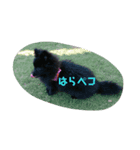 ポメ子とポメ太郎（個別スタンプ：1）