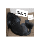 ポメ子とポメ太郎（個別スタンプ：5）