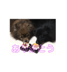 ポメ子とポメ太郎（個別スタンプ：7）